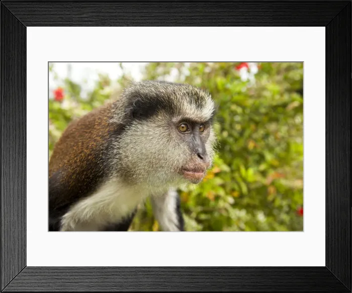 Framed Print : DDE-90027259 Framed Print : DDE-90027259