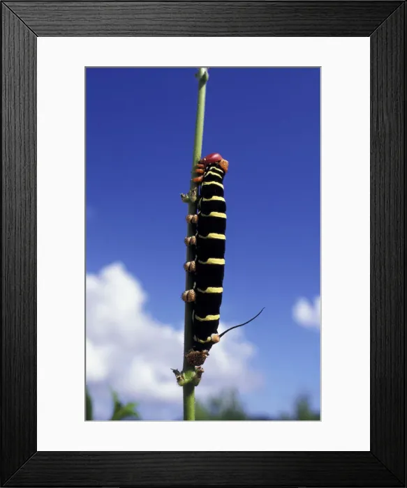 Framed Print : DDE-90027260 Framed Print : DDE-90027260