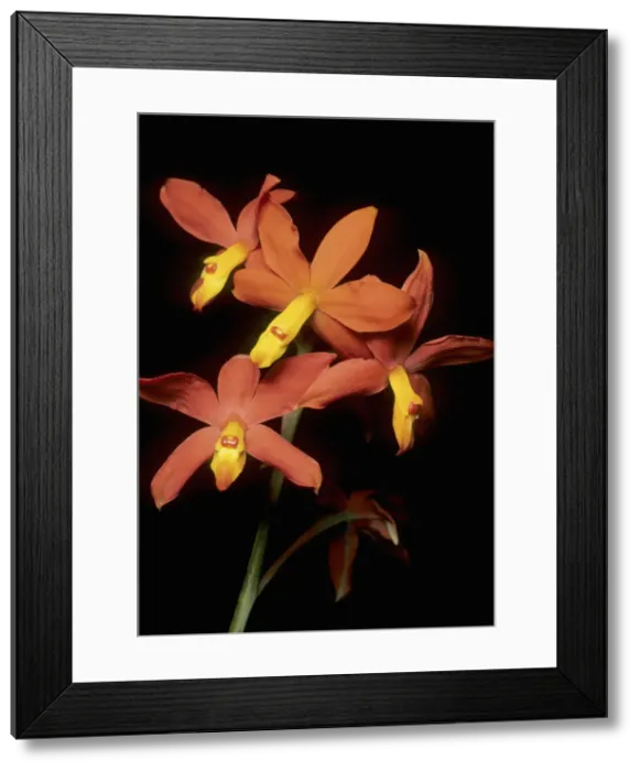 Framed Print : DDE-90027261 Framed Print : DDE-90027261