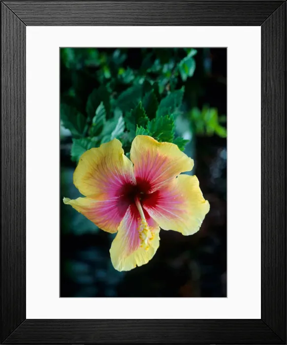 Framed Print : DDE-90027279 Framed Print : DDE-90027279