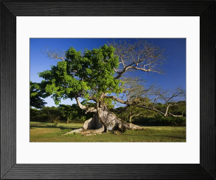 Framed Print : DDE-90027286 Framed Print : DDE-90027286