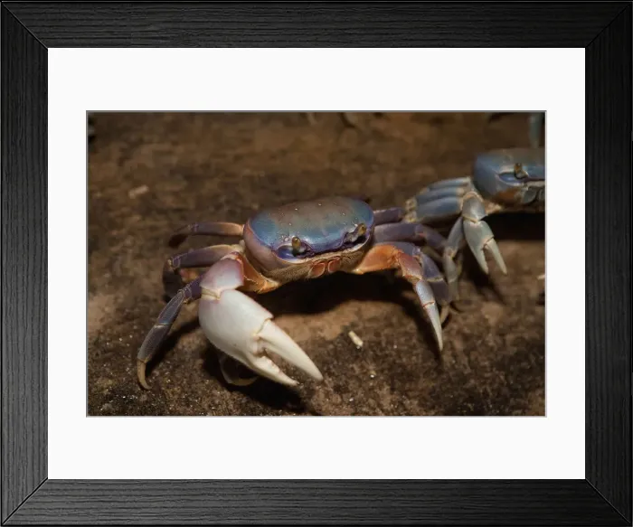 Framed Print : DDE-90027302 Framed Print : DDE-90027302