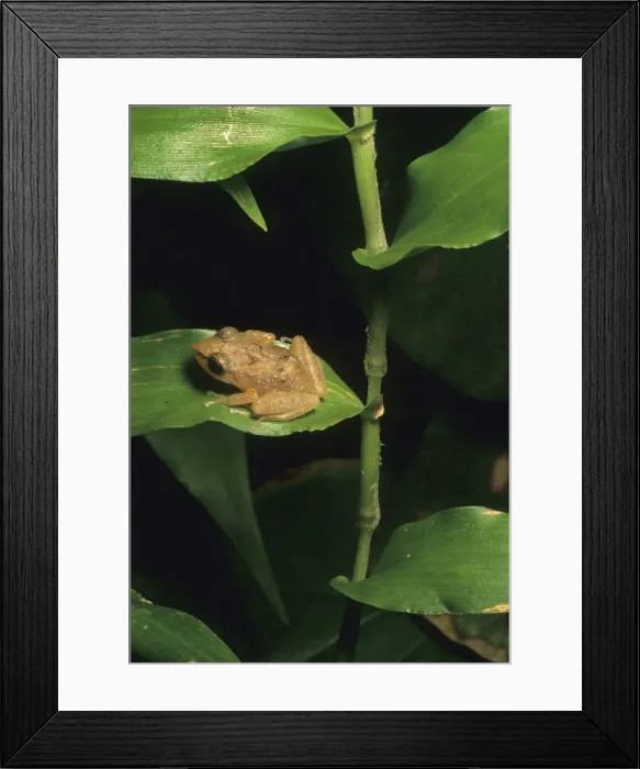 Framed Print : DDE-90027304 Framed Print : DDE-90027304
