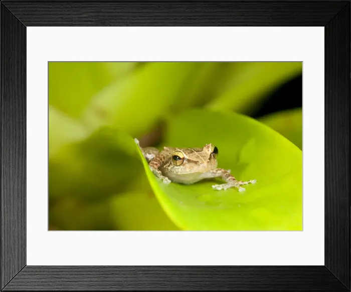 Framed Print : DDE-90027305 Framed Print : DDE-90027305