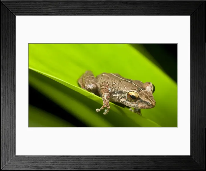 Framed Print : DDE-90027306 Framed Print : DDE-90027306