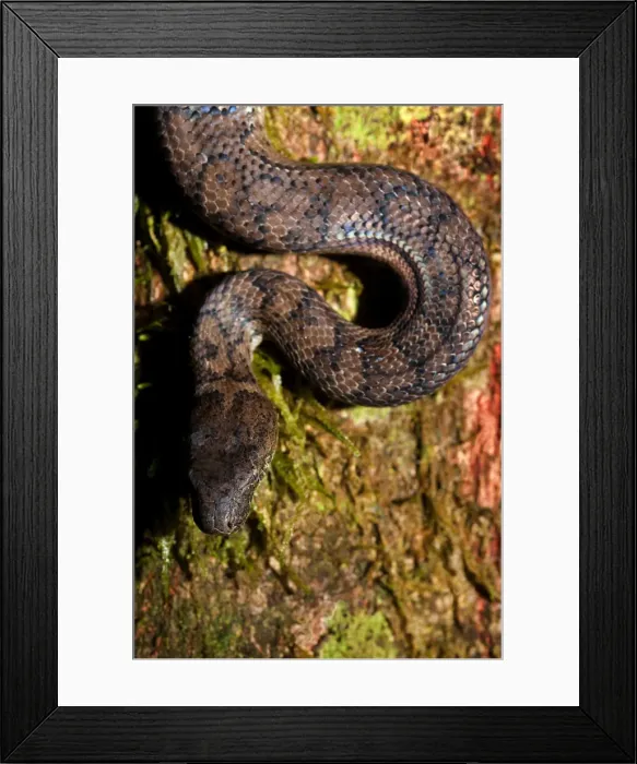 Framed Print : DDE-90027307 Framed Print : DDE-90027307