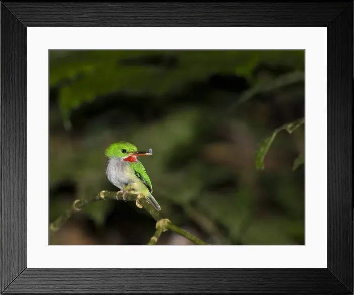 Framed Print : DDE-90027309 Framed Print : DDE-90027309