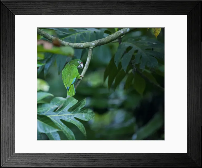 Framed Print : DDE-90027308 Framed Print : DDE-90027308
