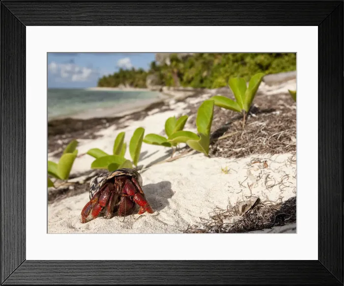 Framed Print : DDE-90027311 Framed Print : DDE-90027311