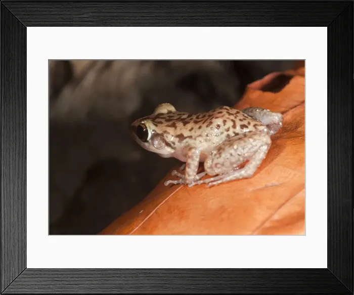 Framed Print : DDE-90027313 Framed Print : DDE-90027313