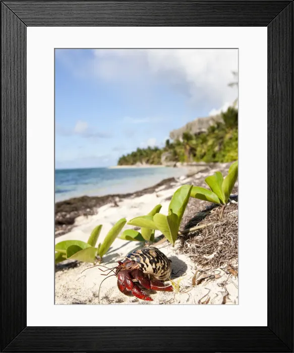 Framed Print : DDE-90027312 Framed Print : DDE-90027312