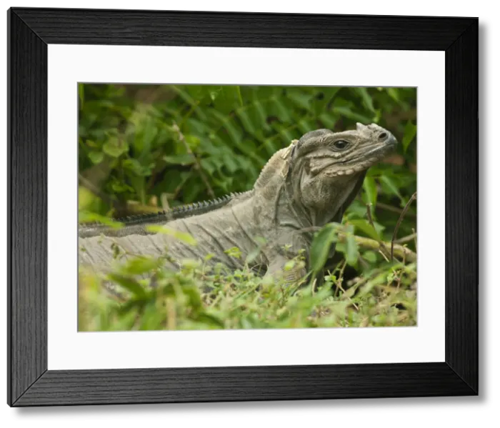 Framed Print : DDE-90027314 Framed Print : DDE-90027314