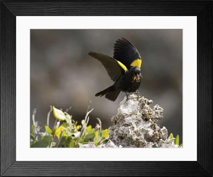 Framed Print : DDE-90027316