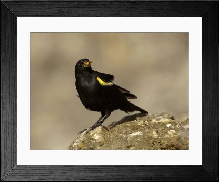 Framed Print : DDE-90027317 Framed Print : DDE-90027317
