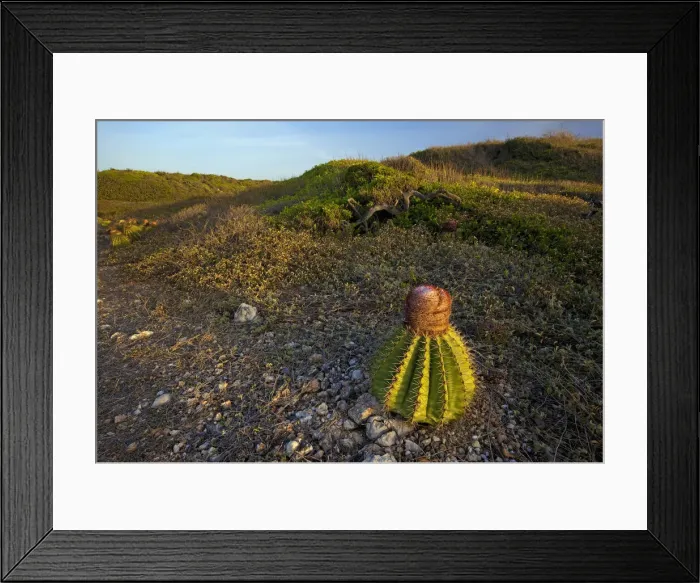 Framed Print : DDE-90027315