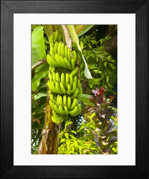 Framed Print : DDE-90027335 Framed Print : DDE-90027335