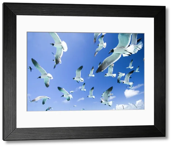 Framed Print : DDE-90027353 Framed Print : DDE-90027353