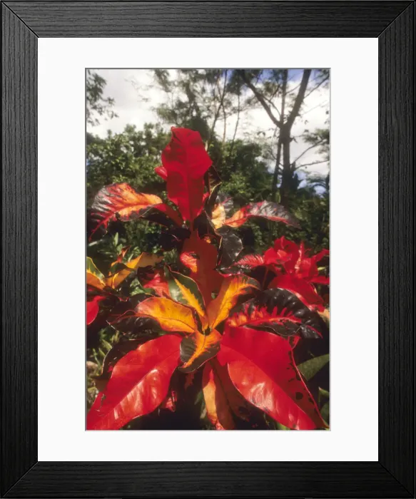 Framed Print : DDE-90027382 Framed Print : DDE-90027382