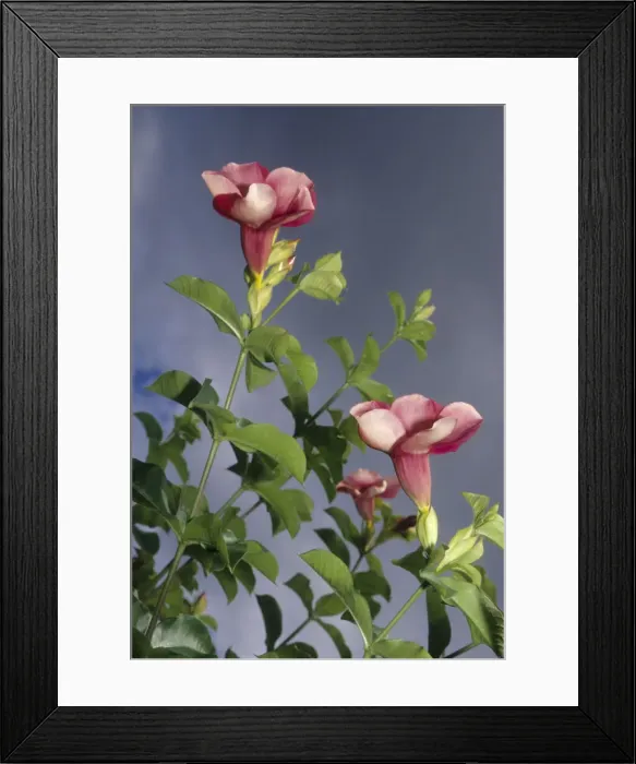 Framed Print : DDE-90027381 Framed Print : DDE-90027381