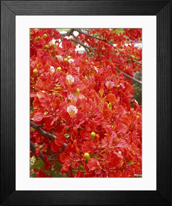 Framed Print : DDE-90027383 Framed Print : DDE-90027383