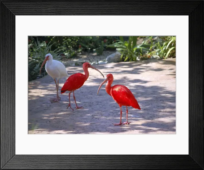 Framed Print : DDE-90027419 Framed Print : DDE-90027419