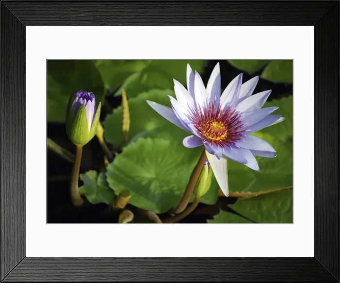 Framed Print : DDE-90027420 Framed Print : DDE-90027420