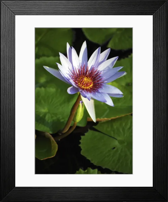 Framed Print : DDE-90027421