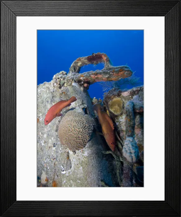 Framed Print : DDE-90027429 Framed Print : DDE-90027429