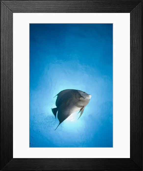 Framed Print : DDE-90027431 Framed Print : DDE-90027431