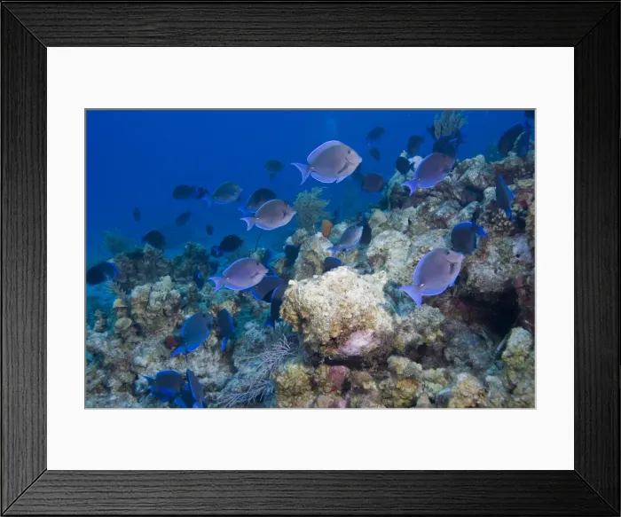 Framed Print : DDE-90027432 Framed Print : DDE-90027432