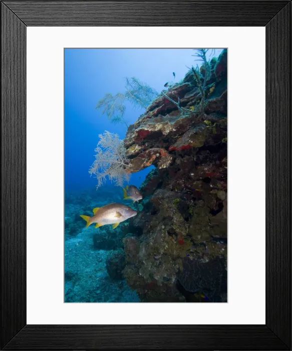 Framed Print : DDE-90027433 Framed Print : DDE-90027433