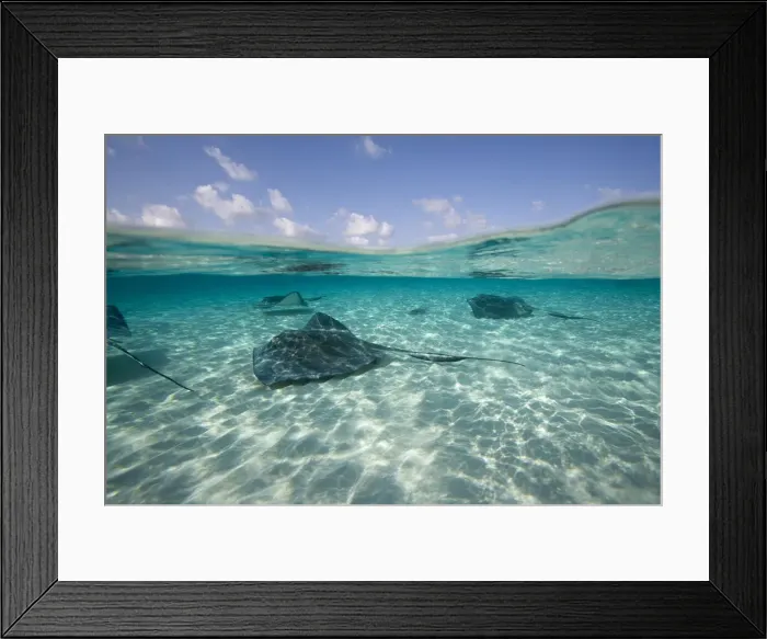 Framed Print : DDE-90027434 Framed Print : DDE-90027434