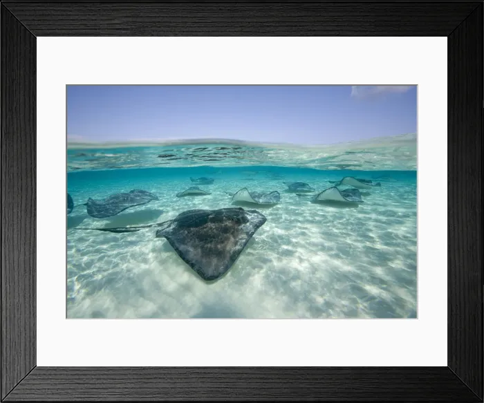 Framed Print : DDE-90027435 Framed Print : DDE-90027435