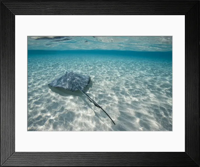 Framed Print : DDE-90027437