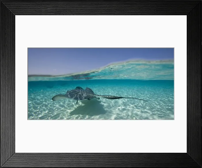 Framed Print : DDE-90027438 Framed Print : DDE-90027438