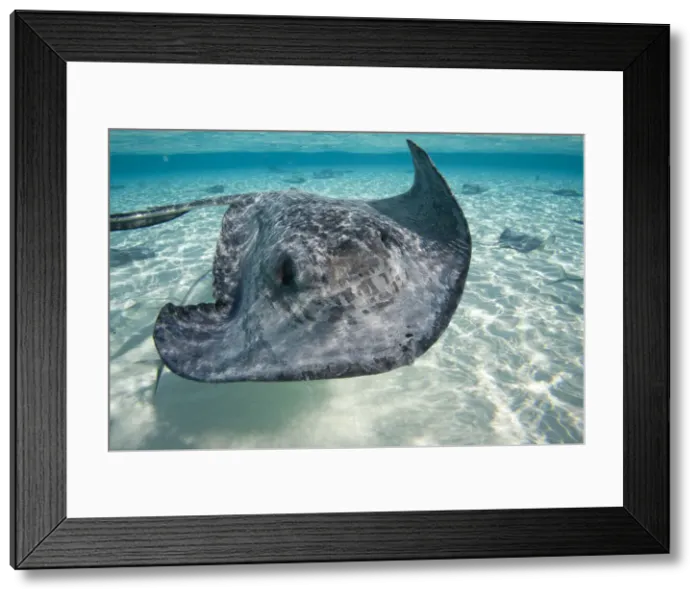 Framed Print : DDE-90027439 Framed Print : DDE-90027439