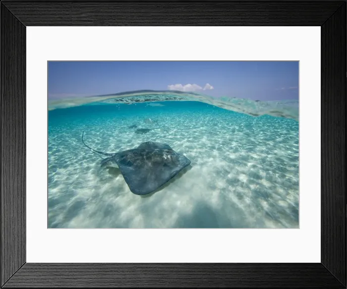 Framed Print : DDE-90027440 Framed Print : DDE-90027440