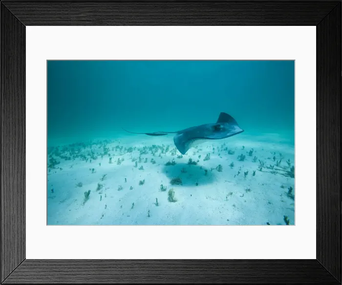 Framed Print : DDE-90027441 Framed Print : DDE-90027441