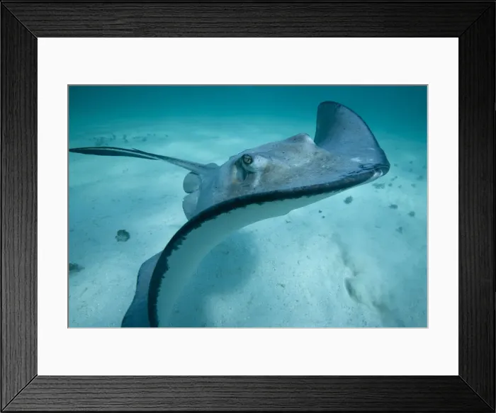 Framed Print : DDE-90027442