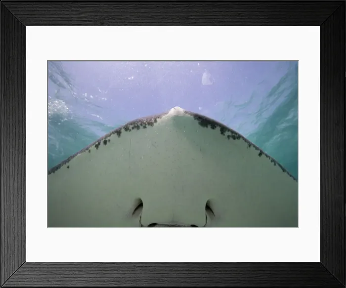 Framed Print : DDE-90027443