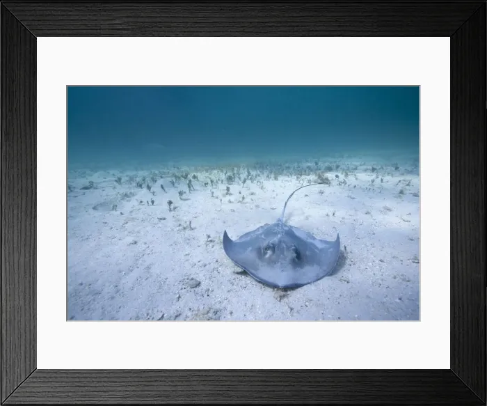 Framed Print : DDE-90027444