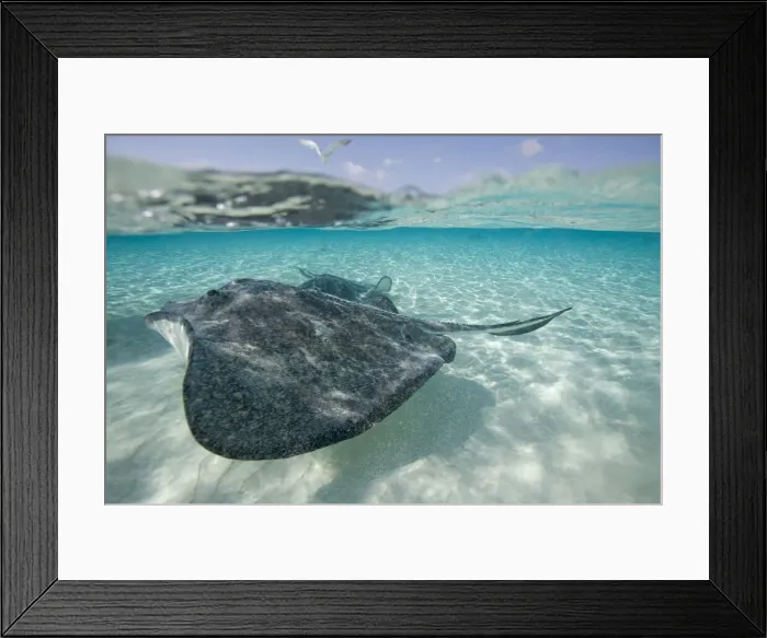 Framed Print : DDE-90027436 Framed Print : DDE-90027436