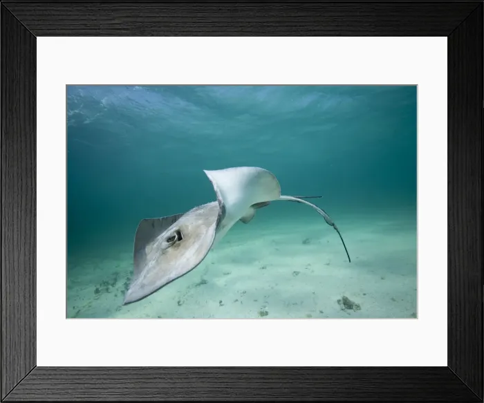 Framed Print : DDE-90027445 Framed Print : DDE-90027445