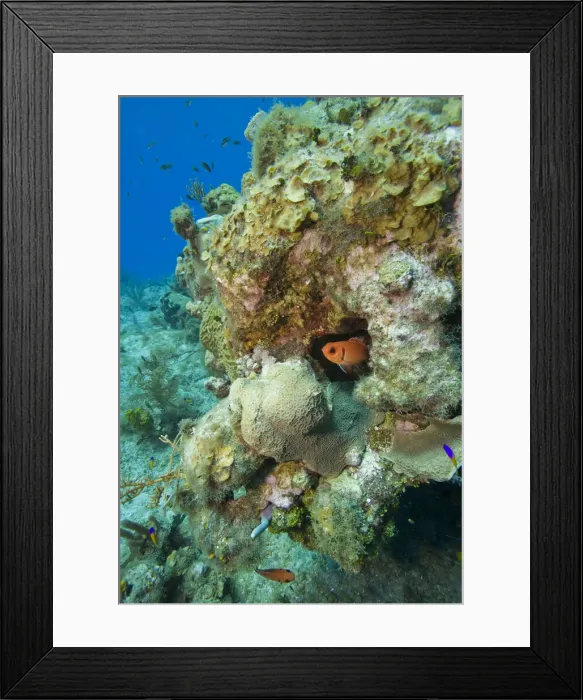 Framed Print : DDE-90027447 Framed Print : DDE-90027447