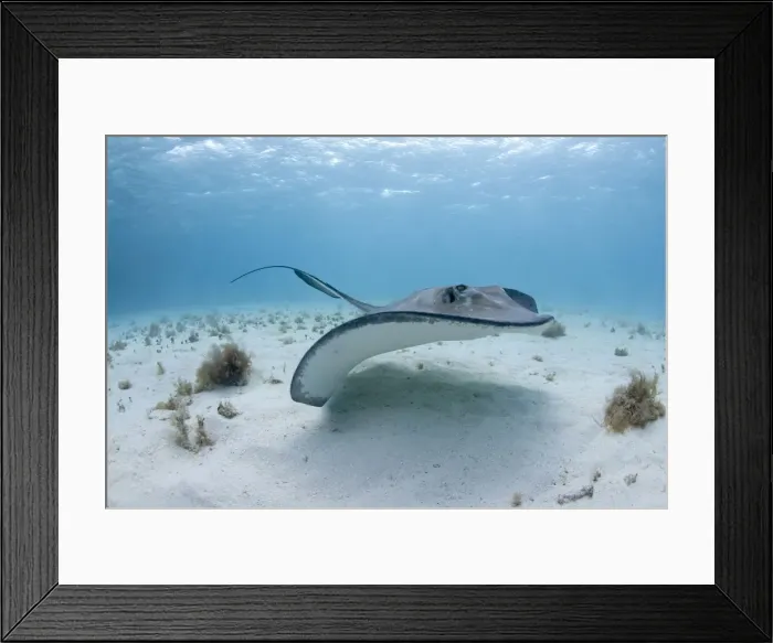 Framed Print : DDE-90027446 Framed Print : DDE-90027446