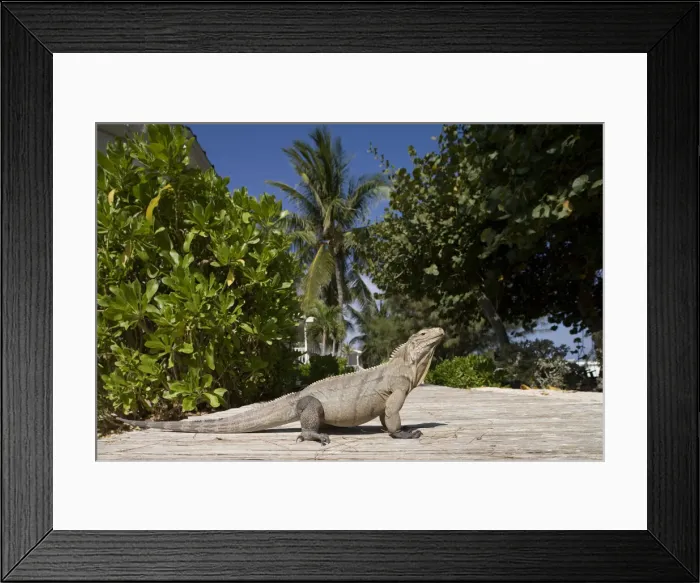 Framed Print : DDE-90027451 Framed Print : DDE-90027451