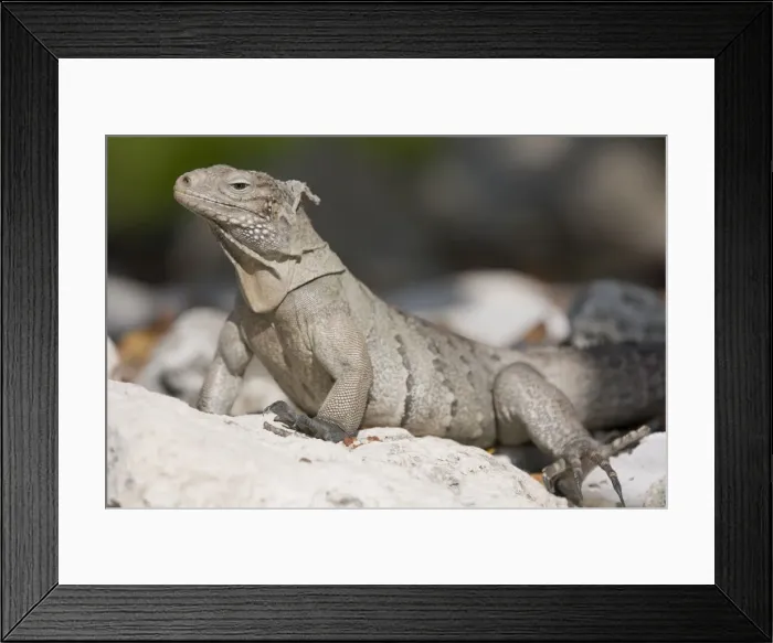 Framed Print : DDE-90027452 Framed Print : DDE-90027452