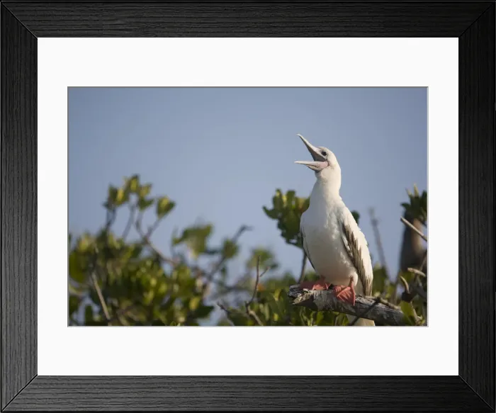 Framed Print : DDE-90027454 Framed Print : DDE-90027454