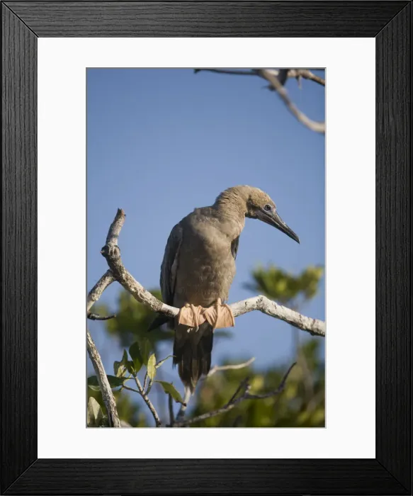 Framed Print : DDE-90027455