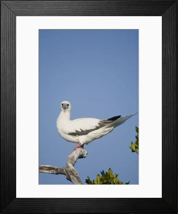 Framed Print : DDE-90027456 Framed Print : DDE-90027456